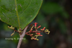 Helixanthera wallichiana